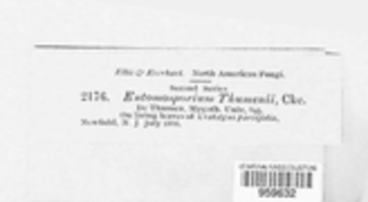 Entomosporium image
